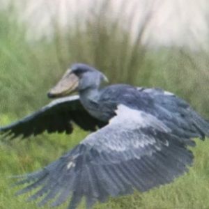 Meet your Posher, Tomas